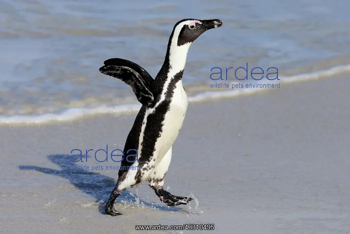 : African penguin (Spheniscus demersus), adult, on