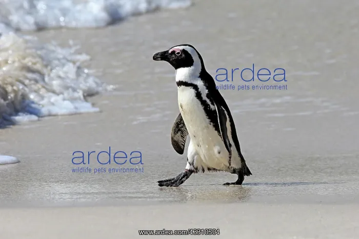 : African penguin (Spheniscus demersus), adult, on : African penguin (Spheniscus demersus), adult, on