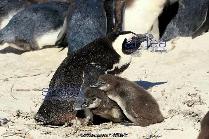 : African penguin (Spheniscus demersus), adult, two : African penguin (Spheniscus demersus), adult, two