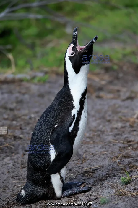 : African penguin (Spheniscus demersus), adult, on : African penguin (Spheniscus demersus), adult, on