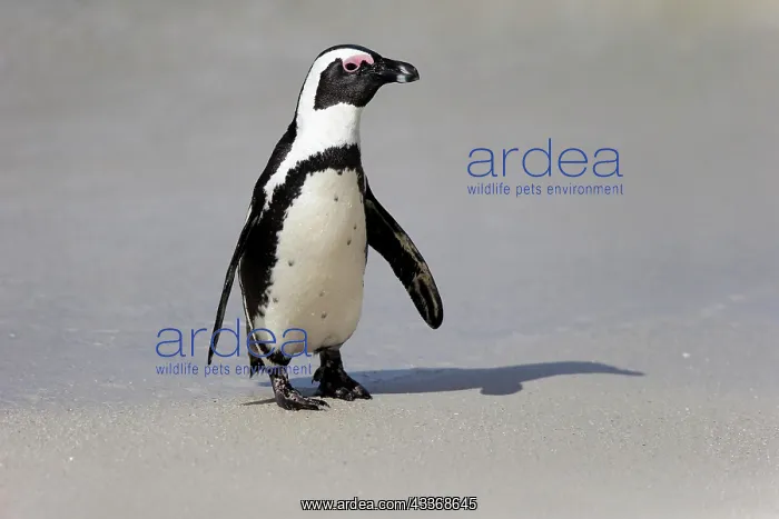 : African penguin (Spheniscus demersus), adult, on : African penguin (Spheniscus demersus), adult, on