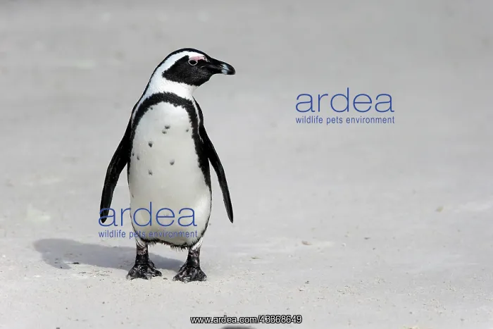 : African penguin (Spheniscus demersus), adult, on : African penguin (Spheniscus demersus), adult, on