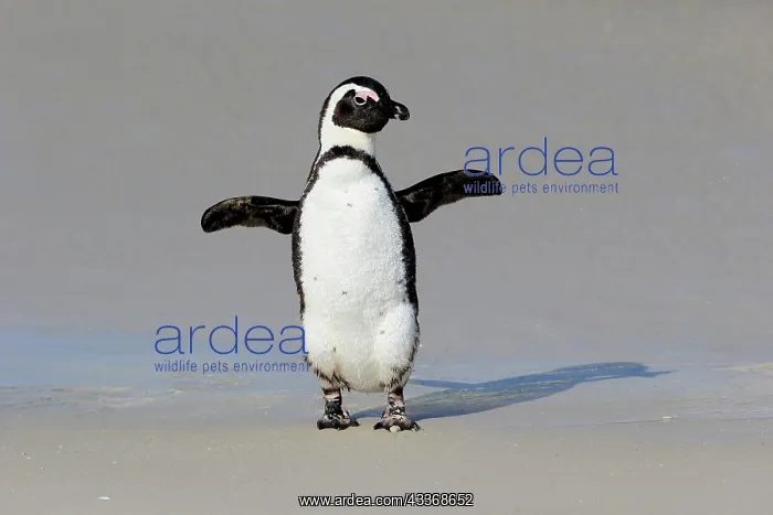 : African penguin (Spheniscus demersus), adult, on : African penguin (Spheniscus demersus), adult, on