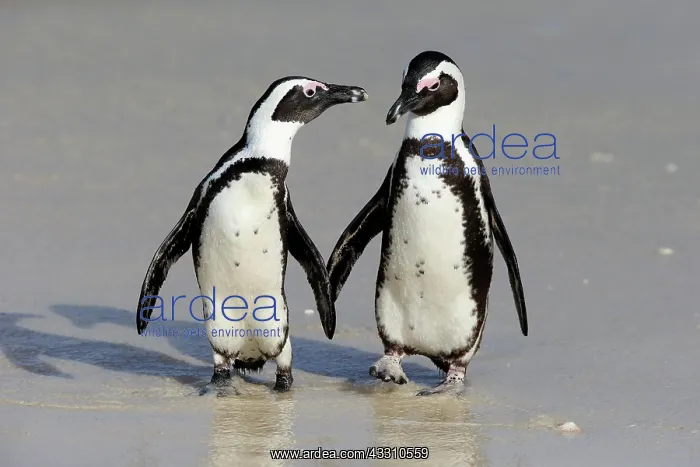 : African penguin (Spheniscus demersus), adult, pair : African penguin (Spheniscus demersus), adult, pair