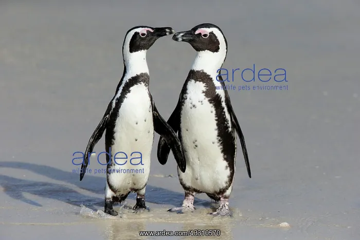 : African penguin (Spheniscus demersus), adult, pair : African penguin (Spheniscus demersus), adult, pair