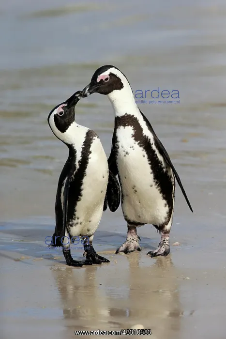 : African penguin (Spheniscus demersus), adult, pair : African penguin (Spheniscus demersus), adult, pair