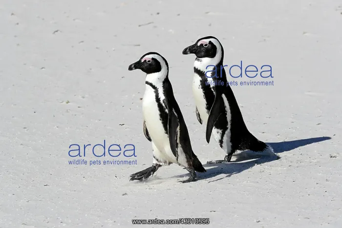 : African penguin (Spheniscus demersus), adult, pair : African penguin (Spheniscus demersus), adult, pair