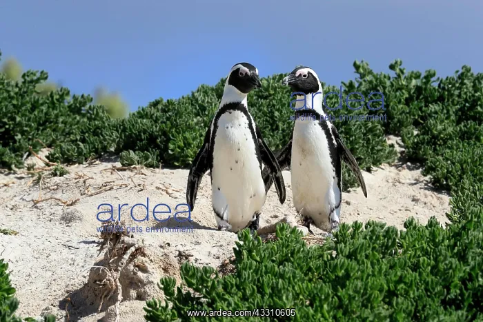 : African penguin (Spheniscus demersus), adult, pair : African penguin (Spheniscus demersus), adult, pair