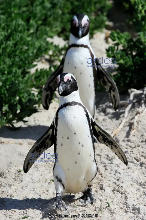 : African penguin (Spheniscus demersus), adult, pair : African penguin (Spheniscus demersus), adult, pair