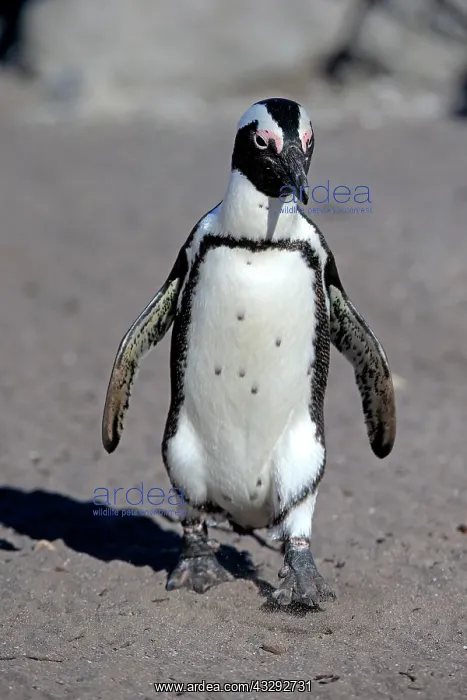 : African penguin (Spheniscus demersus), adult, runs : African penguin (Spheniscus demersus), adult, runs