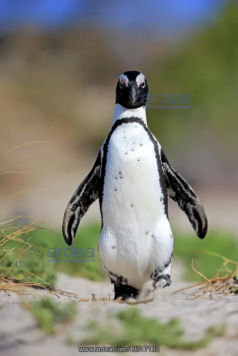 : African penguin (Spheniscus demersus), adult, runs : African penguin (Spheniscus demersus), adult, runs