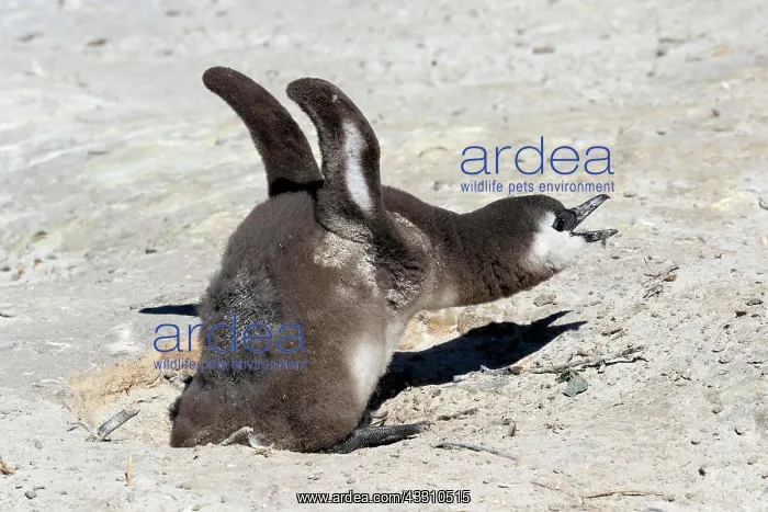 : African penguin (Spheniscus demersus), juvenile : African penguin (Spheniscus demersus), juvenile