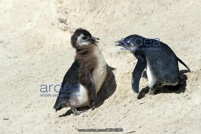 : African penguin (Spheniscus demersus), two juveniles : African penguin (Spheniscus demersus), two juveniles