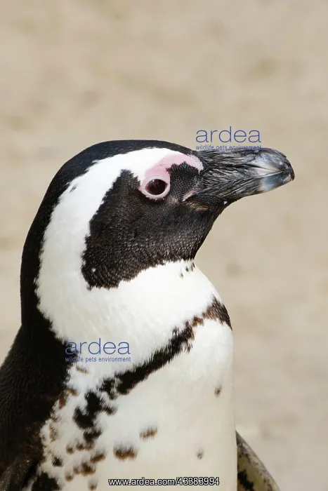 : African penguin (Spheniscus demersus), portrait : African penguin (Spheniscus demersus), portrait