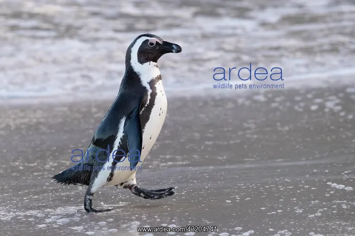  : African Penguin (Spheniscus demersus), side view