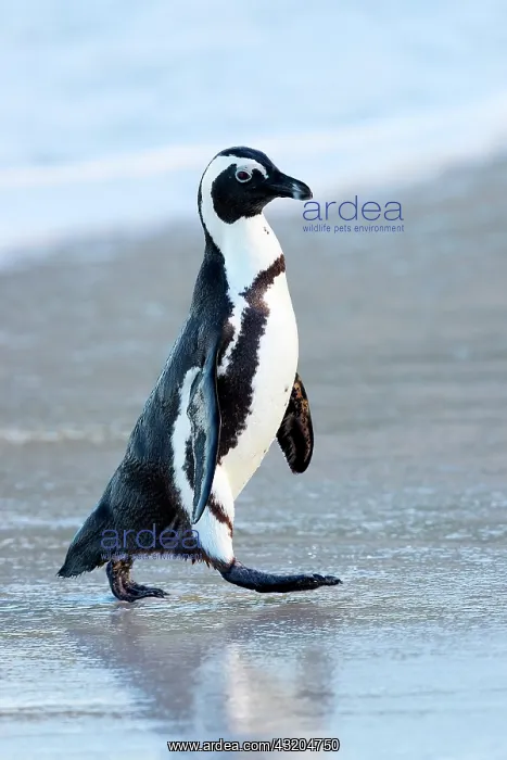 : African Penguin (Spheniscus demersus), side view : African Penguin (Spheniscus demersus), side view
