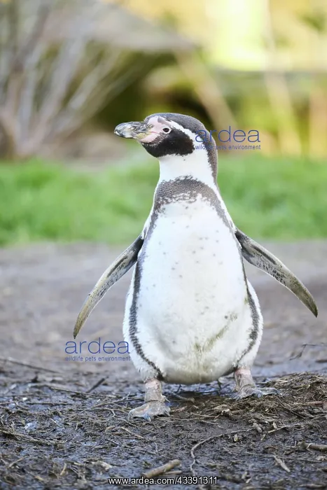 : African penguin (Spheniscus demersus) walking on : African penguin (Spheniscus demersus) walking on