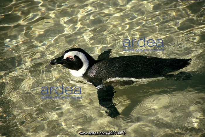 : African Penguin - swimming : African Penguin - swimming