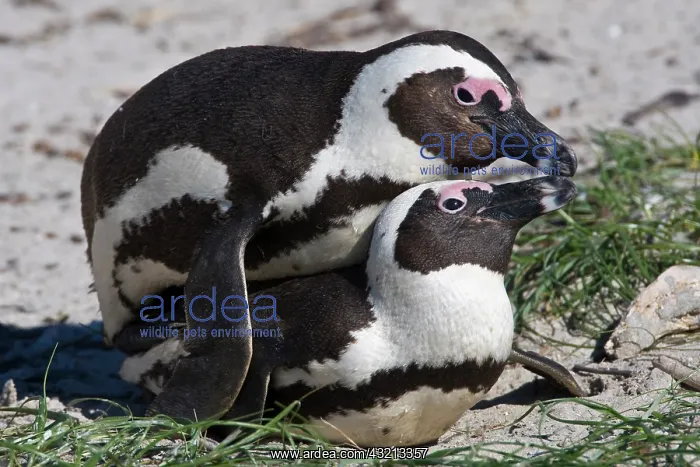 : African Penguins, formerly known as Jackass : African Penguins, formerly known as Jackass