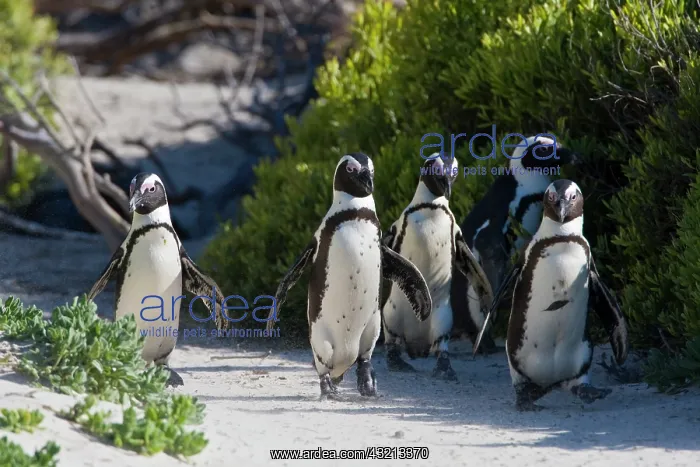 : African Penguins, formerly known as Jackass : African Penguins, formerly known as Jackass