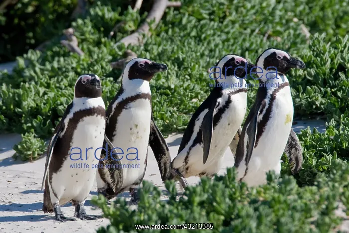  : African Penguins, formerly known as Jackass