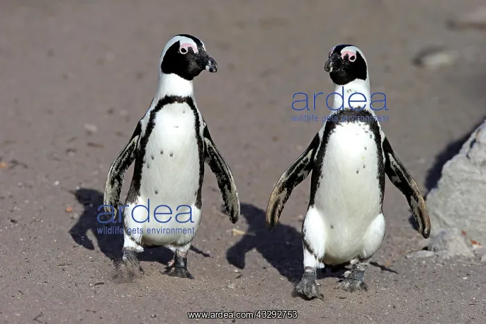 : Two African penguins (Spheniscus demersus), adult : Two African penguins (Spheniscus demersus), adult