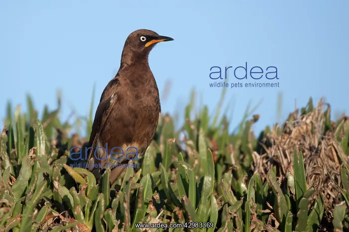  : African Pied Starling