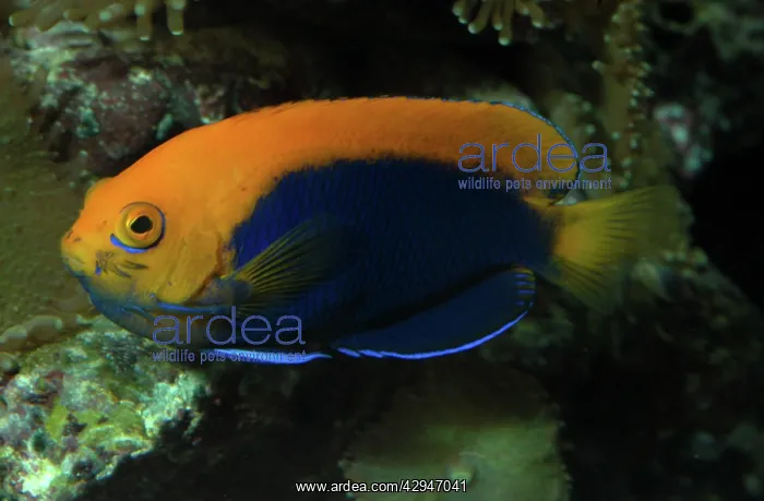 : African Pigmy Angel Fish : African Pigmy Angel Fish