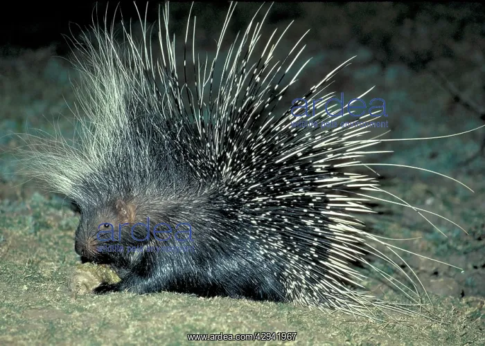 : African Porcupine at night : African Porcupine at night