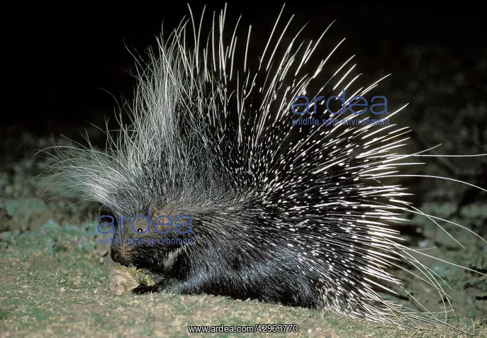 : African Porcupine - at night : African Porcupine - at night