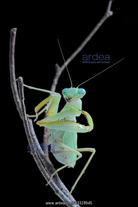 : African praying mantis (Sphodromantis lineola) on : African praying mantis (Sphodromantis lineola) on