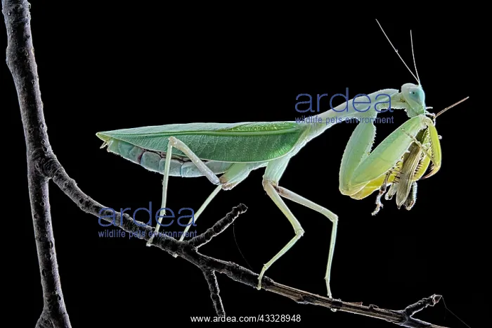 : African praying mantis (Sphodromantis lineola) feeding : African praying mantis (Sphodromantis lineola) feeding