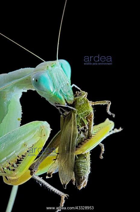 : African praying mantis (Sphodromantis lineola) feeding : African praying mantis (Sphodromantis lineola) feeding