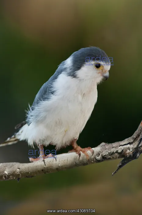 : African pygmy falcon : African pygmy falcon