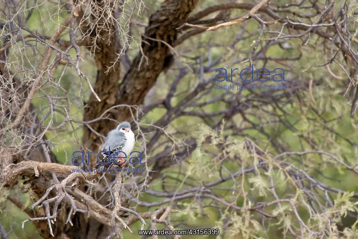 : African Pygmy Falcon : African Pygmy Falcon