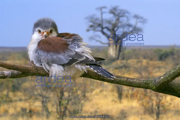 : African pygmy falcon (Polihierax semitorquatus) : African pygmy falcon (Polihierax semitorquatus)