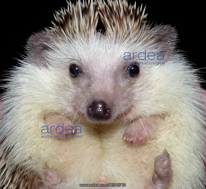 : African Pygmy Hedgehog - a domesticated form of : African Pygmy Hedgehog - a domesticated form of