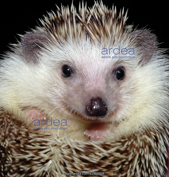 : African Pygmy Hedgehog - a domesticated form of : African Pygmy Hedgehog - a domesticated form of