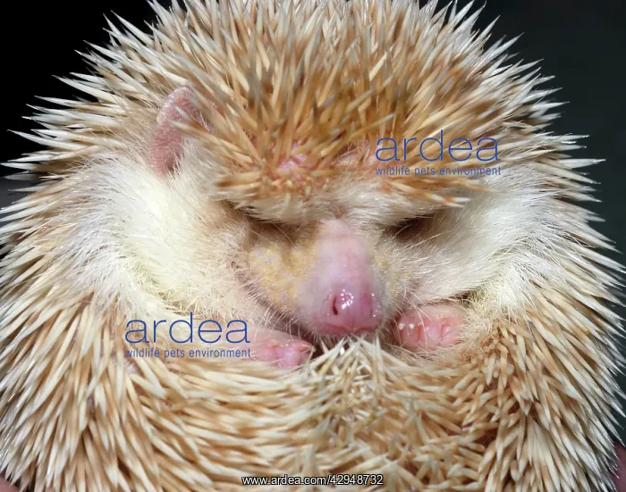 : African Pygmy Hedgehog - a domesticated form of : African Pygmy Hedgehog - a domesticated form of