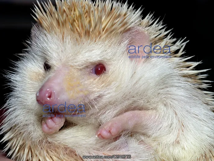 : African Pygmy Hedgehog - a domesticated form of : African Pygmy Hedgehog - a domesticated form of