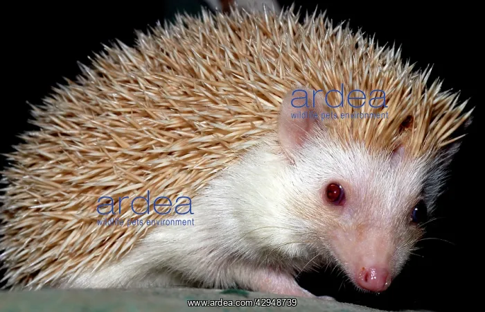 : African Pygmy Hedgehog - a domesticated form of : African Pygmy Hedgehog - a domesticated form of