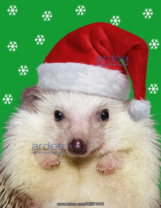 : African Pygmy Hedgehog, wearing Christmas hat Digital : African Pygmy Hedgehog, wearing Christmas hat Digital