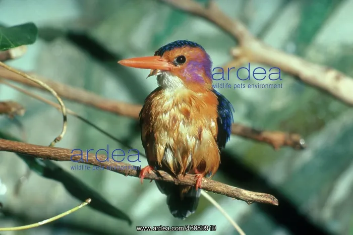 : African Pygmy Kingfisher : African Pygmy Kingfisher