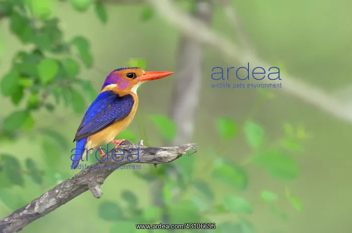 : African Pygmy-kingfisher : African Pygmy-kingfisher