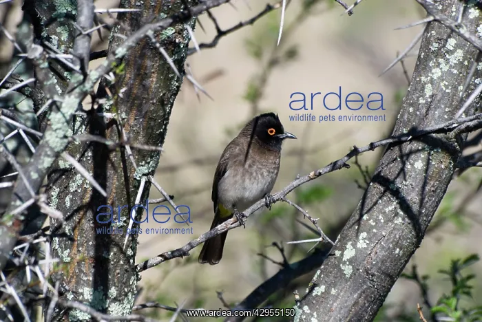 : African Red-eyed Bulbul : African Red-eyed Bulbul
