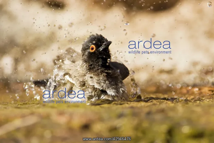 : African Red Eyed Bulbul - Bathing in a puddle : African Red Eyed Bulbul - Bathing in a puddle