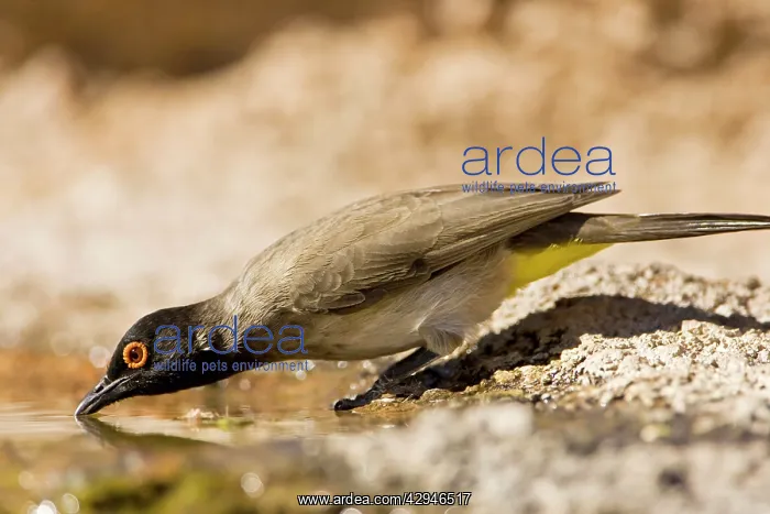 : African Red Eyed Bulbul - Drinking from a puddle : African Red Eyed Bulbul - Drinking from a puddle