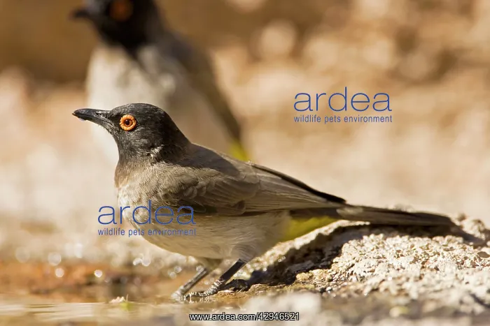 : African Red Eyed Bulbul - Drinking from a puddle : African Red Eyed Bulbul - Drinking from a puddle