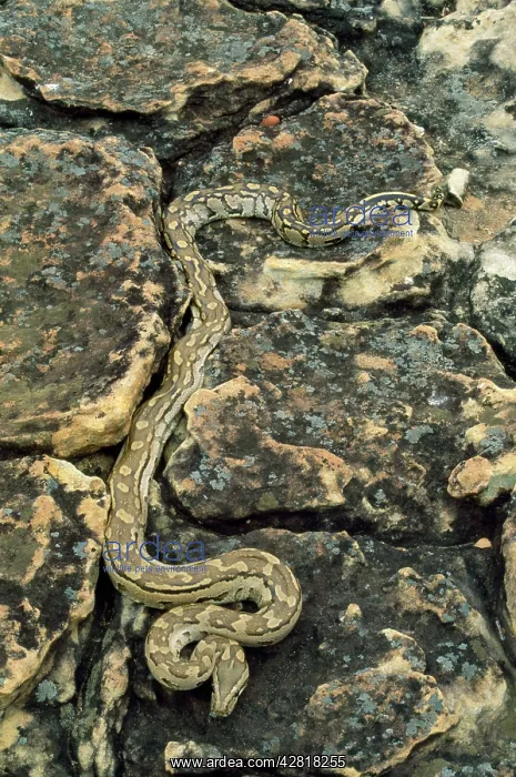 : African Rock Python : African Rock Python
