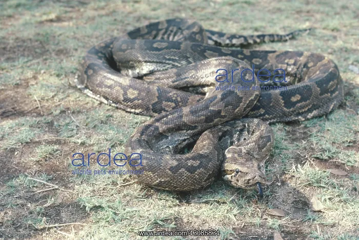 : African rock python : African rock python